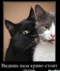 Весёлые картинки