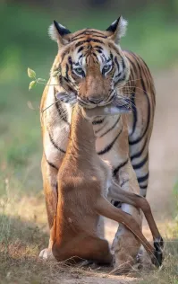 От Мюнхгаузена ушёл, а от тигра - не получилось, сожрет вместе с вишнёвым деревцем((