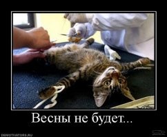 Большая порция улыбатора