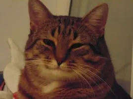 Уж сколько раз твердили миру...