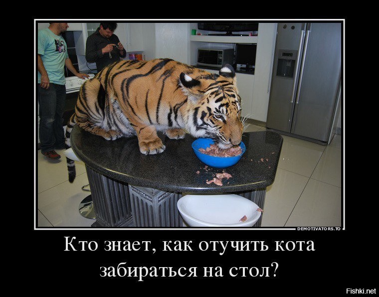 Пользователи показывают и рассказывают, как «отучить» кошек залезать на стол