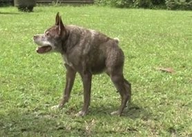 Инженер превратил старый мотоцикл в самый быстрый в мире пенни-фартинг
