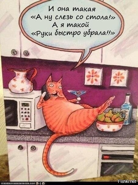 Пользователи показывают и рассказывают, как «отучить» кошек залезать на стол
