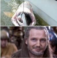 Анализ ДНК помог установить, кто виновен в гибели огромной белой акулы