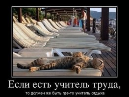 21 котик и несколько пёсиков, достигших верха мастерства в искусстве растяжки