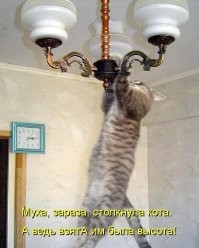 21 котик и несколько пёсиков, достигших верха мастерства в искусстве растяжки