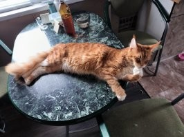 Скажи ему что бы слез со стола. Сама скажи.