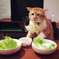 Кот жуёт салат