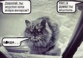 Месть котика будет страшна