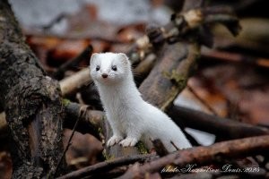А просто видео камеру поставить нельзя? Обязательно городить огород? Вот фотки с рук в открытую