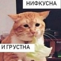 Кот жуёт салат