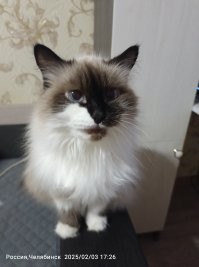 Зачем кошки делают «экекек»