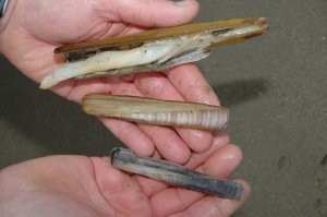 Морской черенок -Solen marginatus