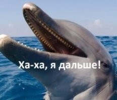 Ученые узнали, зачем амазонские дельфины выпускают струи мочи в&nbsp;воздух