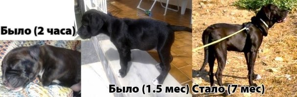 Мы с мужем тоже не хотели брать другую собаку, когда ушла наша Майя. Но потом в деревне, где у нас дача, бродячая собака принесла трех щенков и отказалась их кормить. Пришлось взять. К сожалению, двое не выжили. А одну мы выкормили, вырастили и ... тоже проводили в последний путь (через 7,5 лет). Не жалеем.