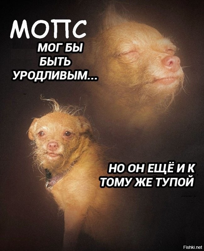 эт спицом чтоп сраных мопсов бесить ))))