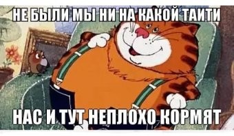 Трапеза кота с непривычного ракурса