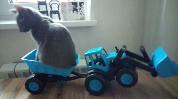 У нас кот, срет бывает мимо лотка, назло. Жена была не в восторге. Но когда он головой бодается или ложится спать рядом с тобой, это классно.