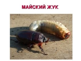 Ели не самих жуков, а их личинок.