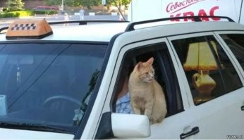 Откровения московского таксиста бизнес-класса