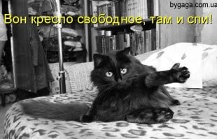 30 уморительных краж из мира животных