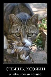 32+ забавных домашних и не очень персонажа, которые устроили драматическое представление при попытке пробраться в дом