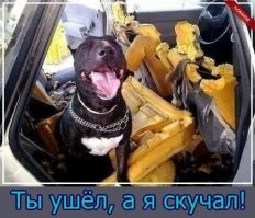 32+ забавных домашних и не очень персонажа, которые устроили драматическое представление при попытке пробраться в дом