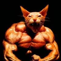 Котёнок нашёл себе тренажер
