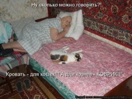 30 уморительных краж из мира животных