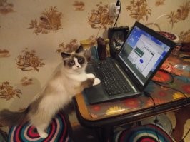 Моя тоже любит за компом поработать