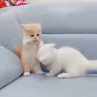 Это самый милый бокс, что я видел. ))