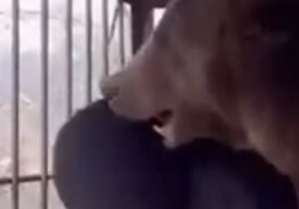 Прекрасный клык!