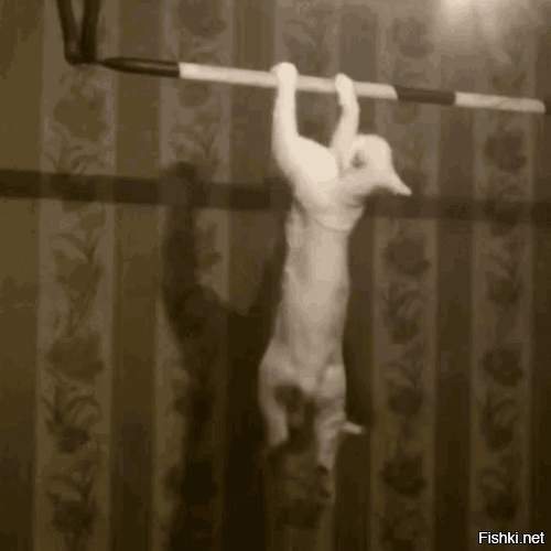Котёнок нашёл себе тренажер