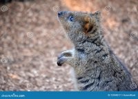 это австралийский Квока