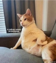 20 котиков, которые благодаря эксцентричной позе на фотографиях получились до смешного похожими на людей