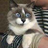 Тоже на даче дело было.
Котёнок, Катенька.