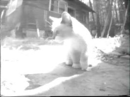Тоже на даче дело было.
Котёнок, Катенька.