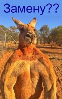 В Австралии впервые получили эмбрионы кенгуру с помощью ЭКО