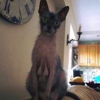 20 котиков, которые благодаря эксцентричной позе на фотографиях получились до смешного похожими на людей