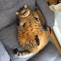 20 котиков, которые благодаря эксцентричной позе на фотографиях получились до смешного похожими на людей
