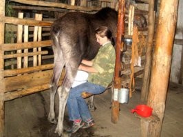 Ну поисковик говорит, что фермы ещё существуют