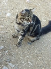 не нашел, где то были фото с золотого. как на мыс Айя идти начинаются зоны для палаток, на этих площадках раньше тоже кошаки жили, последние пару лет куда то все пропали.