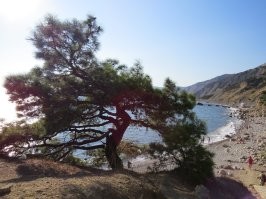 не нашел, где то были фото с золотого. как на мыс Айя идти начинаются зоны для палаток, на этих площадках раньше тоже кошаки жили, последние пару лет куда то все пропали.