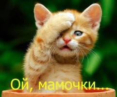 20 котиков, которые благодаря эксцентричной позе на фотографиях получились до смешного похожими на людей