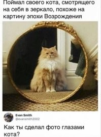 Скачал из кота скриншот с глаз котика.