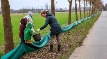 12. Забота о лягушках.

Вот так это выглядит в реале. Скопившихся у ограждения земноводных собирают группы волонтёров, состоящие из взрослых и детей. Обычно это происходит в сумерки, после чего животных относят к водоёму, к которому они и направлялись.