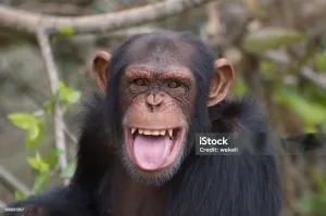 Добавка. Приматы в дикой природе улыбаются вернее проявляют положительные эмоции, но их "улыбка" выглядит несколько иначе.
А вот на фото со стока совсем не улыбка, хотя внешне похоже - тут именно проявление агрессии и запугивания.