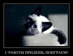 20+ умилительных котеек, размышляющих о разном и восхищающих хозяев и не только