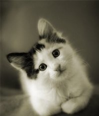 20+ умилительных котеек, размышляющих о разном и восхищающих хозяев и не только