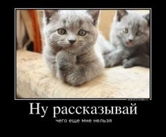 20+ умилительных котеек, размышляющих о разном и восхищающих хозяев и не только